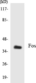 FOS / c-FOS Antibody (aa319-368)