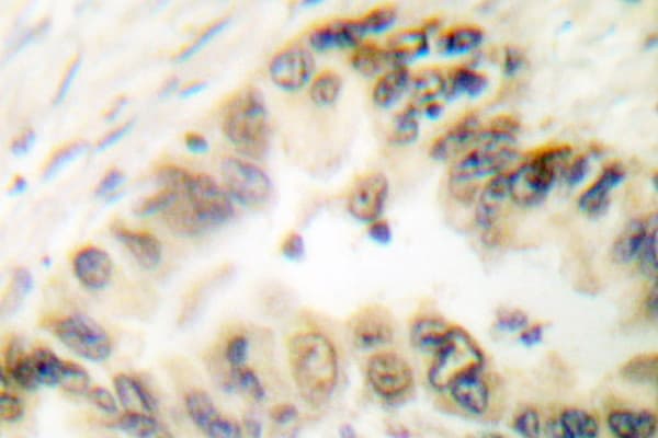 Histone H3 Antibody (Thr11)