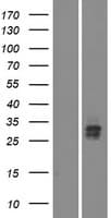 VSTM5 Protein (Over-Expression Lysate Myc-DDK (Flag))