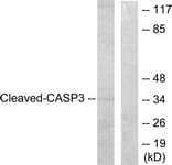 CASP3 / Caspase 3 Antibody (aa157-206)