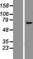 FMO5 Protein (Over-Expression Lysate Myc-DDK (Flag))