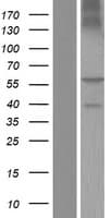 Human BTN2A1 Protein (Over-Expression Lysate Myc-DDK (Flag))