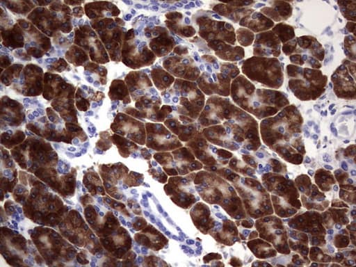 NAB2 Antibody (aa178-442, clone OTI3H5)