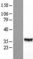PIK3R3 / p85 Gamma Protein (Over-Expression Lysate Myc-DDK (Flag))