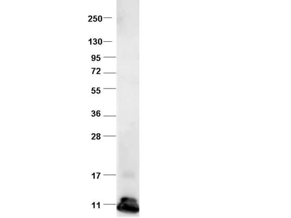 Polyclonal Rabbit anti-Bovine CCL2 / MCP1 Antibody (Lyophilized, WB)