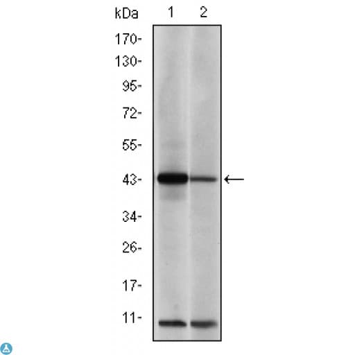 JUN / c-Jun Antibody