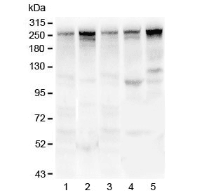 TLN1 / Talin 1 Antibody