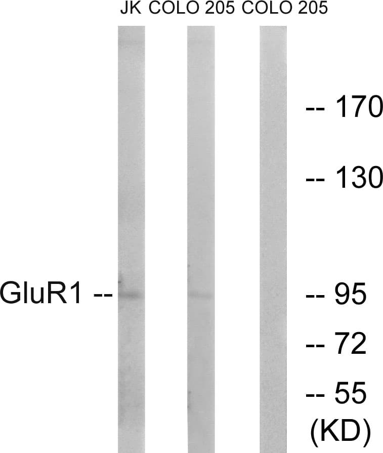 IHC-plus™ GRIA1 / GLUR1 Antibody (aa816-865)
