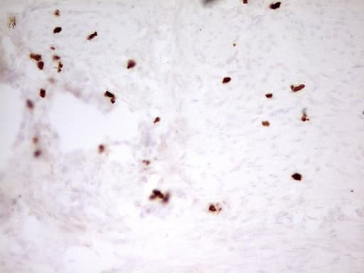 IHC-plus™ MNDA Antibody (aa37-321, clone 4H6)