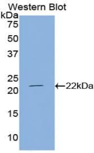 ZIF268 / EGR1 Antibody (aa273-431, Biotin)