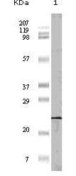 EIF4EBP1 / 4EBP1 Antibody (clone 11G12C11)