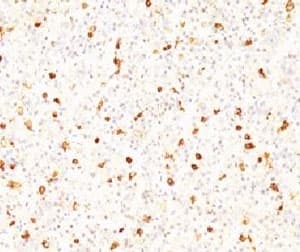 LHB / Luteinizing Hormone Antibody (clone CCGD1, Azide-free, BSA-free)