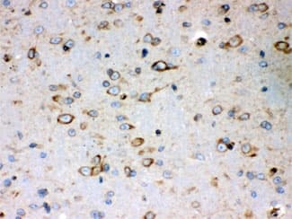 PRDX4 / Peroxiredoxin 4 Antibody