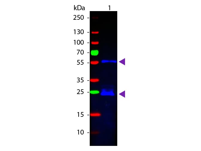 Donkey Anti-Guinea Pig IgG Secondary Antibody (FITC)