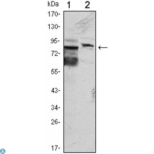 KLHL11 Antibody