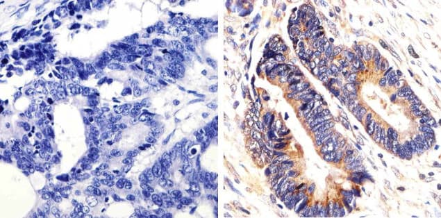 Monoclonal Mouse anti-Human KRAS Antibody (clone 9.13, C-Terminus, IHC, IF, WB)