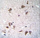 POU5F1 / OCT4 Antibody (aa265-297)
