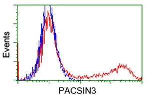 Monoclonal Mouse anti-Human PACSIN3 Antibody (clone OTI4G7, WB)