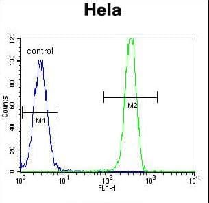 Polyclonal Rabbit anti-Human MSH2 Antibody (aa637-665, IF, WB)