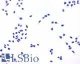 IHC-plus™ Polyclonal Rabbit anti-Human PTGER4 / EP4 Antibody (C-Terminus, IHC)