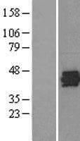 SET / TAF-I Protein (Over-Expression Lysate Myc-DDK (Flag))