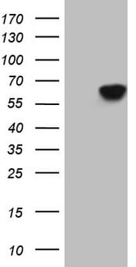 CDC6 Antibody (clone OTI1D5)