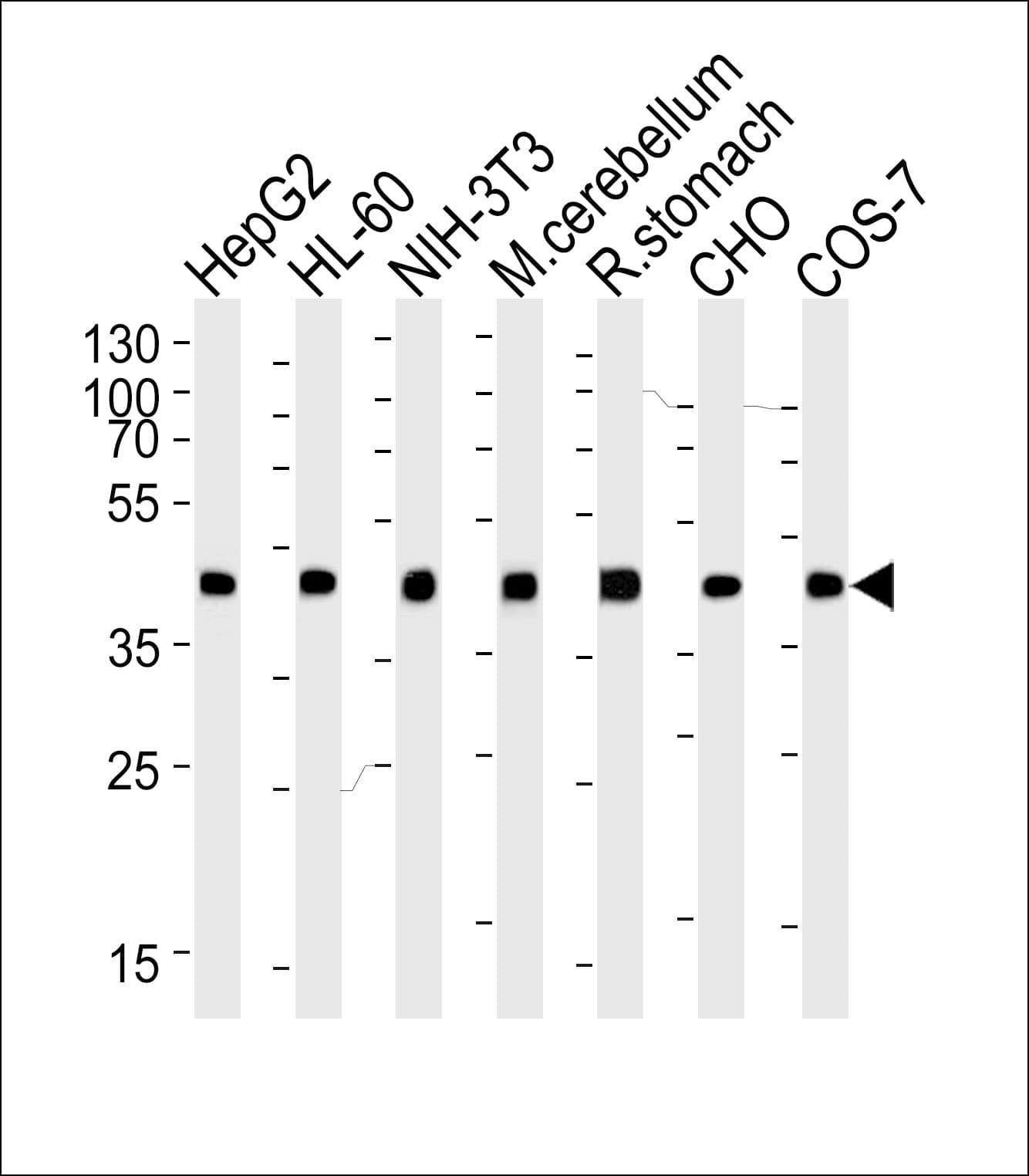 ACTB / Beta Actin Antibody (clone 4E8H3)