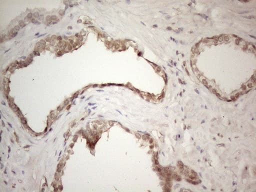 CNOT2 Antibody (clone OTI6D7)