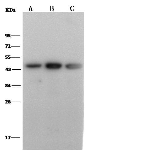Monoclonal Mouse anti-Human CD274 / B7-H1 / PD-L1 Antibody (clone 33, Preservative Free, WB)