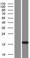 BABP / AKR1C2 Protein (Over-Expression Lysate Myc-DDK (Flag))