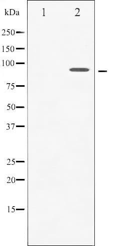 Polyclonal Rabbit anti-Human NTRK1 / TrkA Antibody (phospho-Tyr680,phospho-Tyr681, IHC, WB)