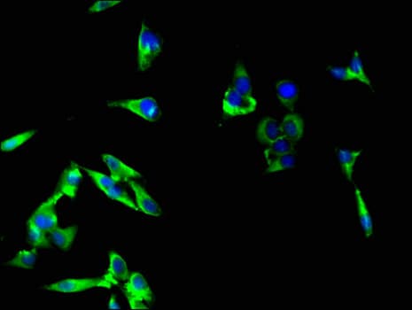 Raptor / Mip1 Antibody