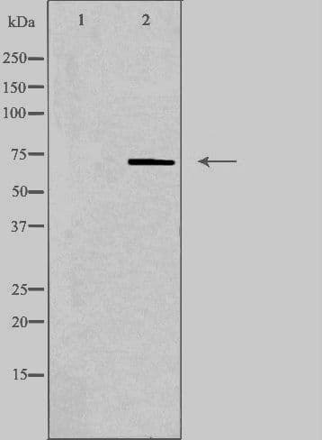 PLA2G4C Antibody
