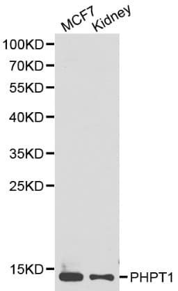 PHPT1 Antibody
