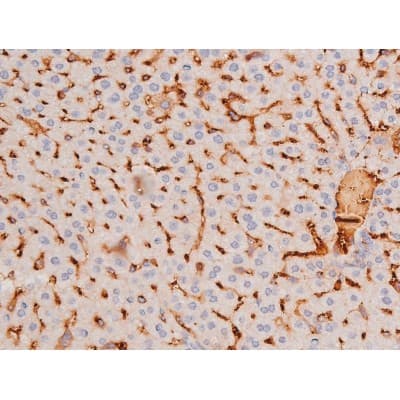 c-Kit / CD117 Antibody (phospho-Tyr703)