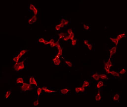 Polyclonal Rabbit anti-Human CGREF1 Antibody (IHC, IF, WB)