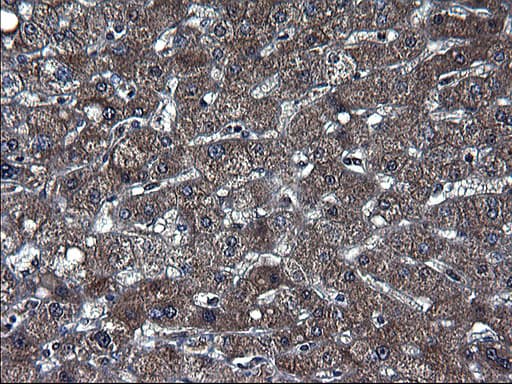 TXNDC5 / ERP46 Antibody (clone OTI2E6)