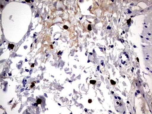 CD63 Antibody (clone OTI2A2E2)