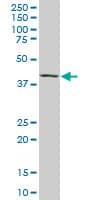 Monoclonal Mouse anti-Human c-Maf Antibody (clone 6B8, WB)