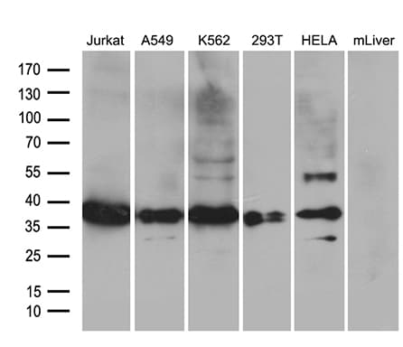 Monoclonal Mouse anti-Human PDCL3 Antibody (clone OTI8D6, WB)