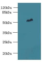 FAM149B1 Antibody