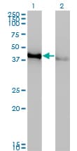 IHC-plus™ CREB1 / CREB Antibody (clone 3F1-1B2)