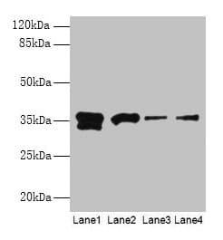 Polyclonal Rabbit anti-Human APEX1 / APE1 Antibody (WB)