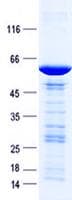 Human HEY1 Protein (Recombinant GST, N-terminus + His, C-terminus)