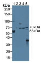 STAM2 Antibody (aa1-377, APC)