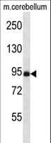 NSMAF Antibody (aa28-57)