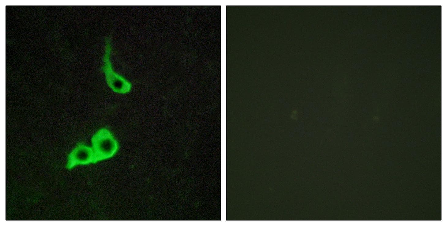PGR1 / GPR153 Antibody