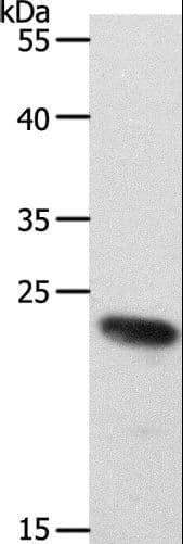 RAMP2 Antibody