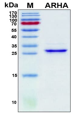 Human RHOA Protein (Recombinant 6His, N-terminus)
