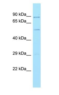 SEC61A1 / SEC61 Antibody (aa378-427)